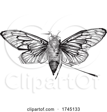 Woodcut Winged Cicada by xunantunich