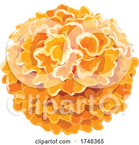 Marigold Flowers by Vector Tradition SM