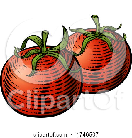 Tomatoes Vegetable Vintage Woodcut Illustration by AtStockIllustration