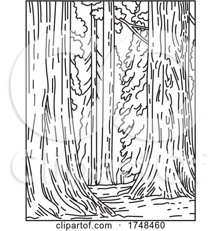 Groves of Giant Sequoias or Redwoods in Sequoia National Park in Sierra Nevada in California United States Mono Line or Monoline Black and White Line Art by patrimonio