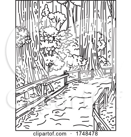 Towering Old Growth Redwoods in Muir Woods National Monument Part of Golden Gate National Recreation Area California United States Mono Line or Monoline Black and White Line Art by patrimonio