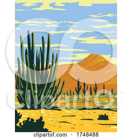 Stenocereus Thurberi Growing in Organ Pipe Cactus National Monument Located in Arizona United States and the Mexican State of Sonora WPA Poster Art by patrimonio