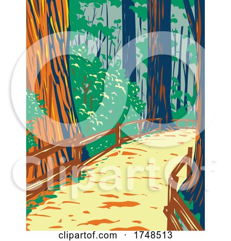 Redwood Trees in Muir Woods National Monument in Golden Gate National Recreation Area San Francisco California United States of America WPA Poster Art by patrimonio