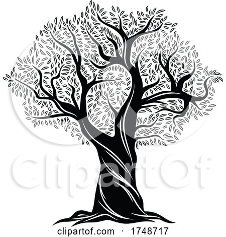 Black and White Olive Tree by Vector Tradition SM