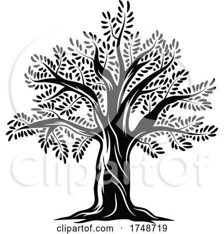 Black and White Olive Tree by Vector Tradition SM