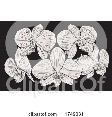 Orchid Flower Woodcut Etching by AtStockIllustration