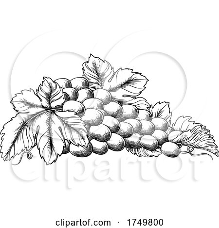 Grapes Bunch Vine and Leaves Woodcut Etching Style by AtStockIllustration