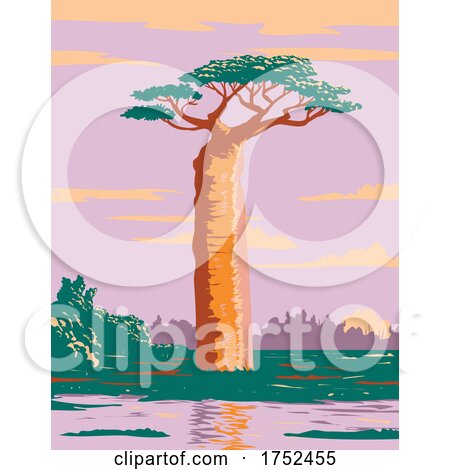 Grandidiers Baobab or Adansonia Grandidieri the Biggest and Most Famous Species of Baobabs in Madagascar WPA Poster Art by patrimonio