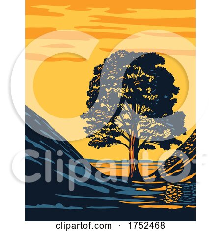 Sycamore Gap Tree in Hadrian’s Wall Country Within Northumberland National Park in North East England UK Art Deco WPA Poster Art by patrimonio