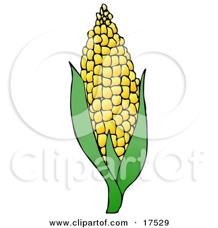 Royalty-free Clipart of Sweet Yellow Corn On the Cob by djart