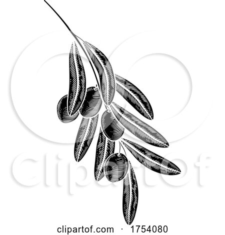 Olives Branch Illustration Woodcut Drawing by AtStockIllustration