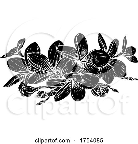 Plumeria Frangipani Tropical Bali Flower Etching by AtStockIllustration