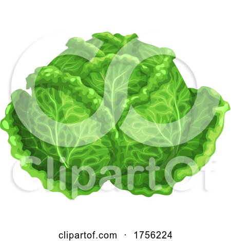 Cabbage by Vector Tradition SM