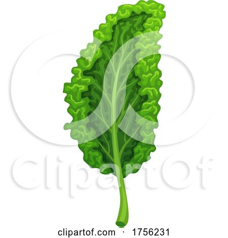 Kale by Vector Tradition SM