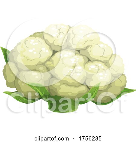 Cauliflower by Vector Tradition SM