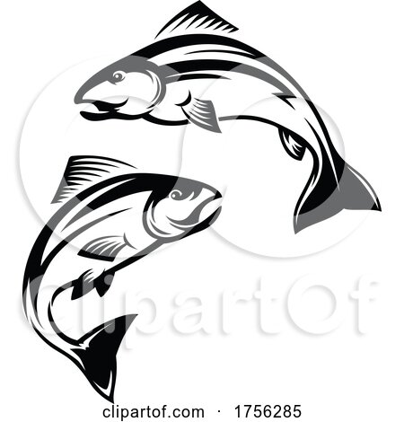 Salmon or Trout by Vector Tradition SM