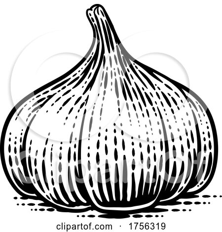 Garlic Vegetable Vintage Woodcut Illustration by AtStockIllustration