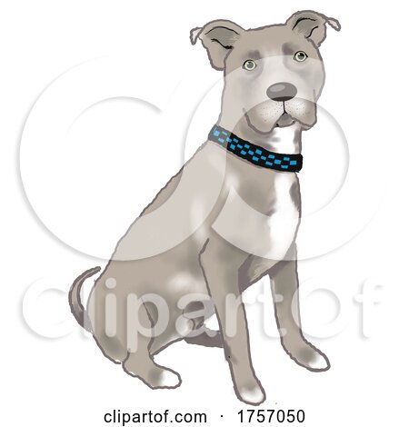 Sitting Staffordshire Bull Terrier by Maria Bell