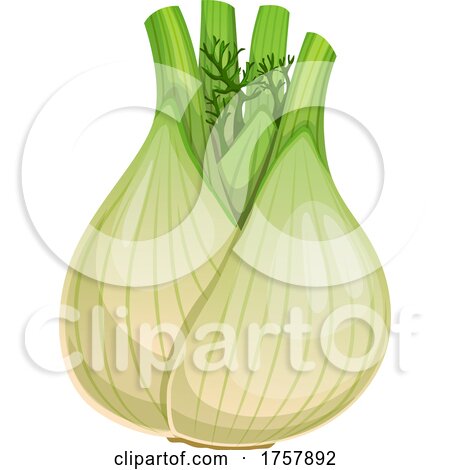 Fennel Bulb by Vector Tradition SM