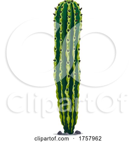 Cactus by Vector Tradition SM