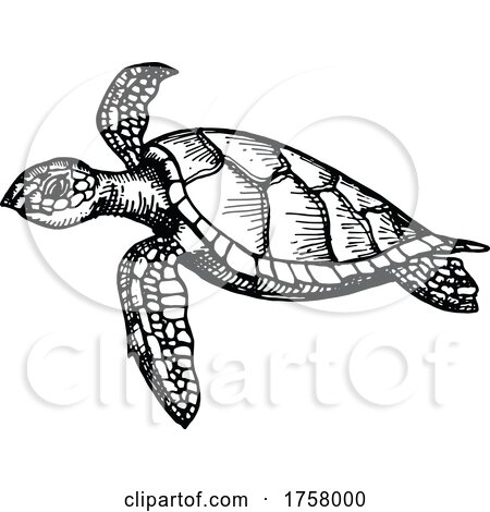 sea turtle clip art black and white