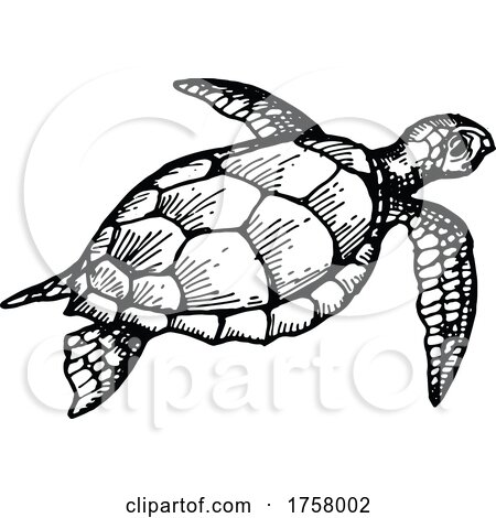 Sea Turtle by Vector Tradition SM