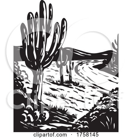 WPA Art Saguaro National Park in Pima County Arizona USA Grayscale Black and White by patrimonio