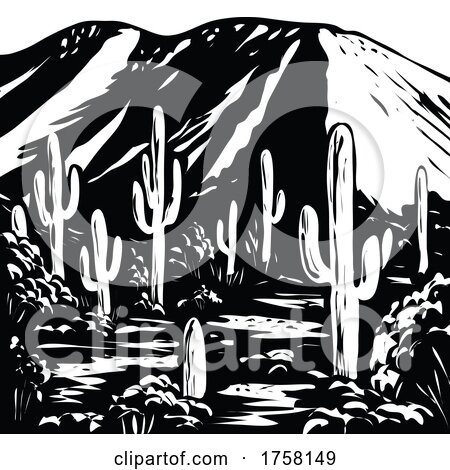 Wasson Peak in Tucson Mountain District of Saguaro National Park Arizona USA WPA Black and White Art by patrimonio