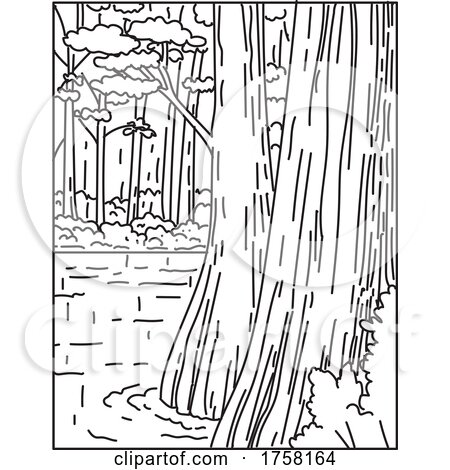 Bottomland Hardwood Forest in Congaree National Park in Central South Carolina USA Mono Line Art Poster by patrimonio