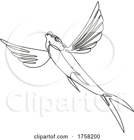 Sailfin Flying Fish Taking off Continuous Line Drawing by patrimonio