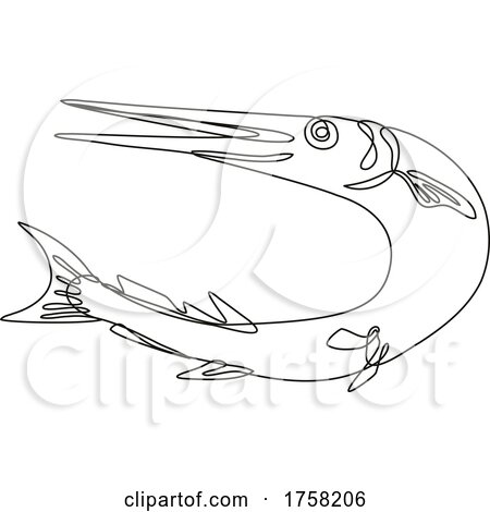 Needlefish or Long Toms Jumping up Line Drawing by patrimonio