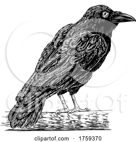 Crow Raven Corvus Bird Vintage Engraved Woodcut by AtStockIllustration
