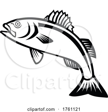 European Seabass Sea Bass or Dicentrarchus Labrax Jumping up Mascot Black and White by patrimonio