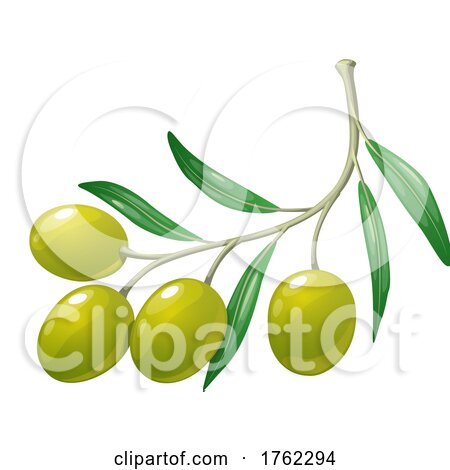 Green Olives by Vector Tradition SM