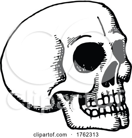 Skull by Vector Tradition SM