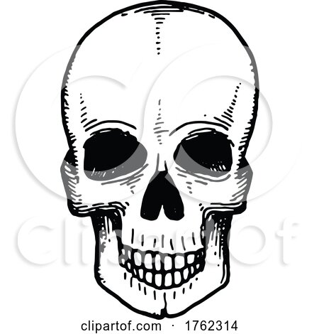 Skull by Vector Tradition SM