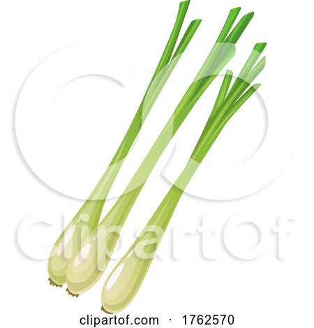 Green Onions by Vector Tradition SM
