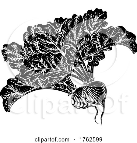 Beets Beetroot Vegetable Woodcut Illustration by AtStockIllustration