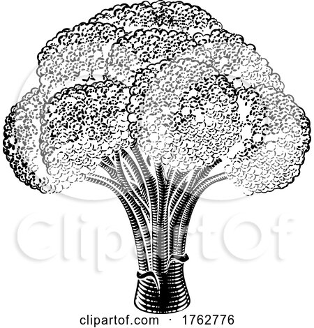 Broccoli Vegetable Vintage Woodcut Illustration by AtStockIllustration