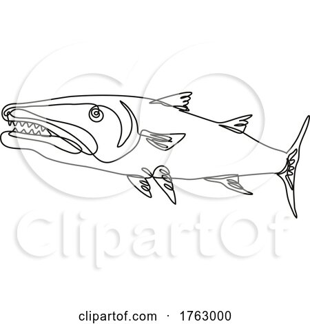 Barracuda or Cuda Predatory Ray Finned Fish Viewed from Side Continuous Line Drawing by patrimonio