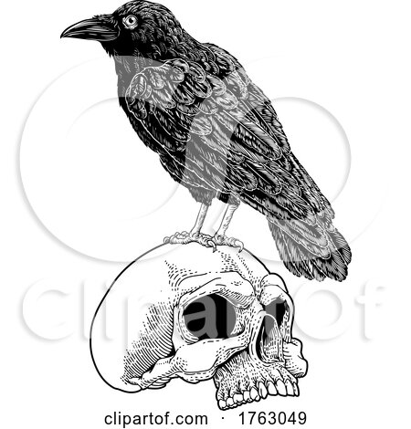 Crow Raven Corvus Bird and Skull Vintage Woodcut by AtStockIllustration