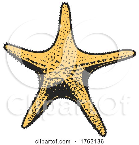 Yellow Starfish by Vector Tradition SM
