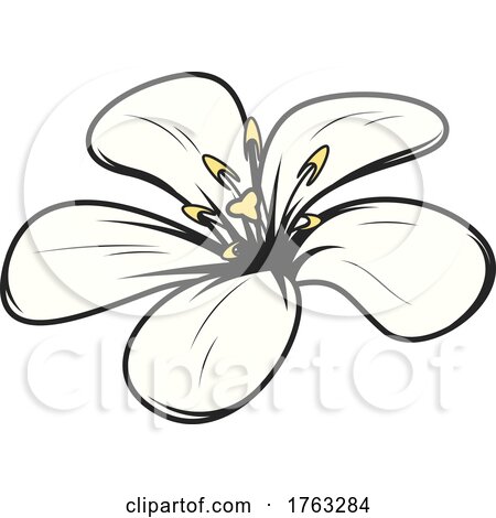 White Flower by Vector Tradition SM
