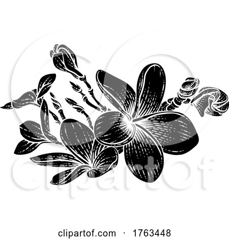 Plumeria Frangipani Tropical Bali Flower Drawing by AtStockIllustration