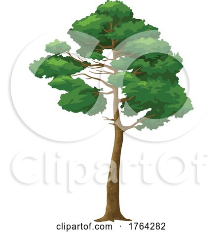 Tree by Vector Tradition SM