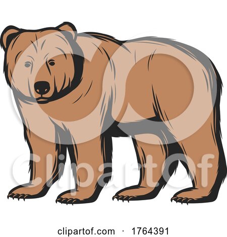 Bear by Vector Tradition SM