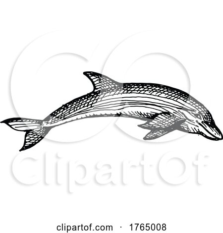 Sketched Dolphin by Vector Tradition SM