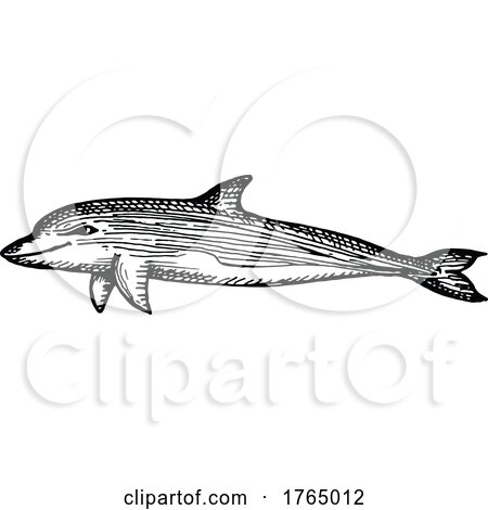 Sketched Dolphin by Vector Tradition SM