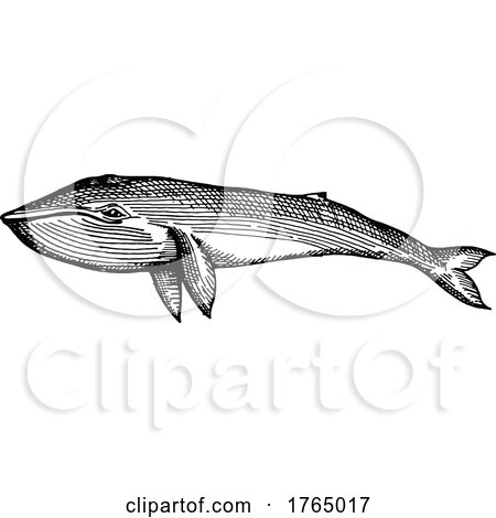 Sketched Whale by Vector Tradition SM