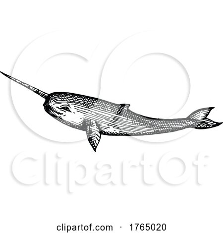 Sketched Narwhal by Vector Tradition SM